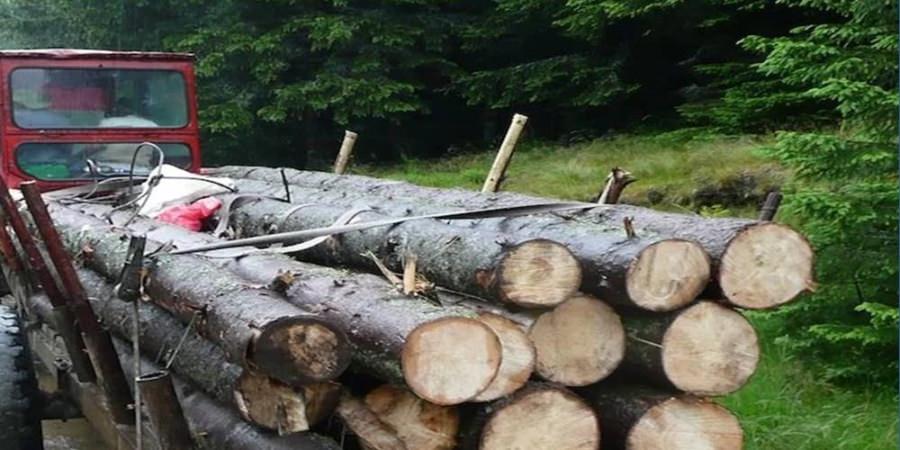 Iresponsabilitate periculoasă la furat de lemne