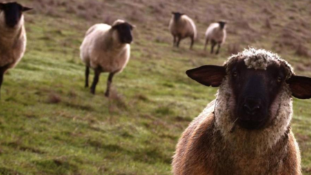 Algeria dorește să importe 300.000 de ovine din România