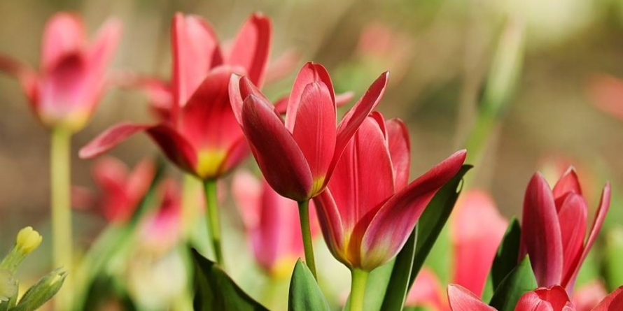 La mulți ani femeilor! Redacția Direct MM le mulțumește și le onorează în această zi specială