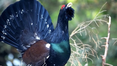Cocoșul de munte – simbol al sălbăticiei în Parcul Național Munții Rodnei