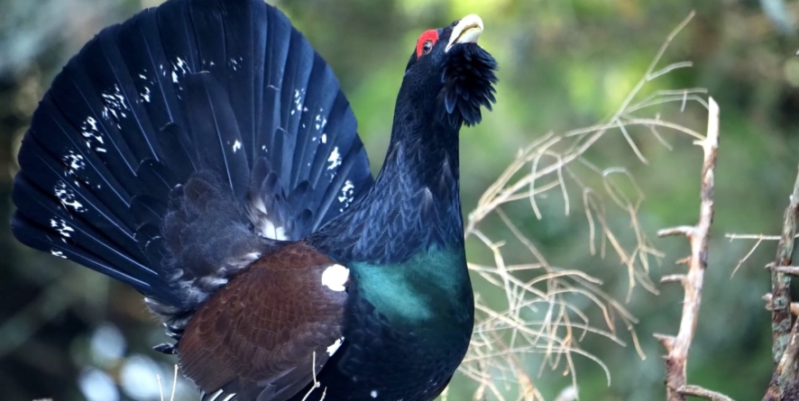 Cocoșul de munte – simbol al sălbăticiei în Parcul Național Munții Rodnei