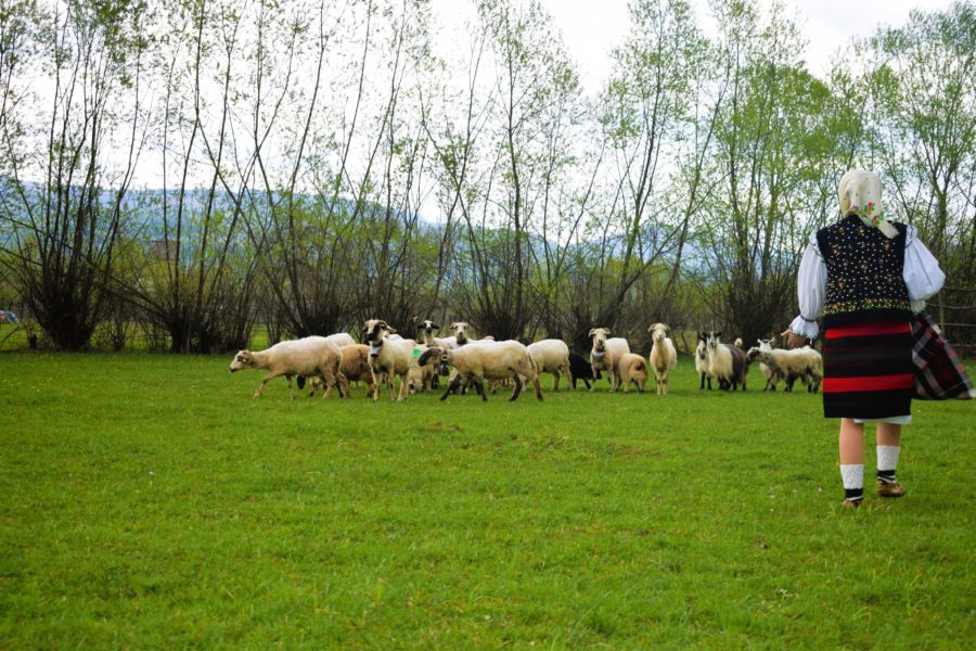Sfântul Gheorghe – Sângiorzul: „străjer al timpului”, deschizător al Anului Nou Pastoral