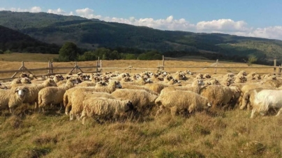 Măsurișul oilor în Țara Lăpușului – tradiție vie la poalele muntelui