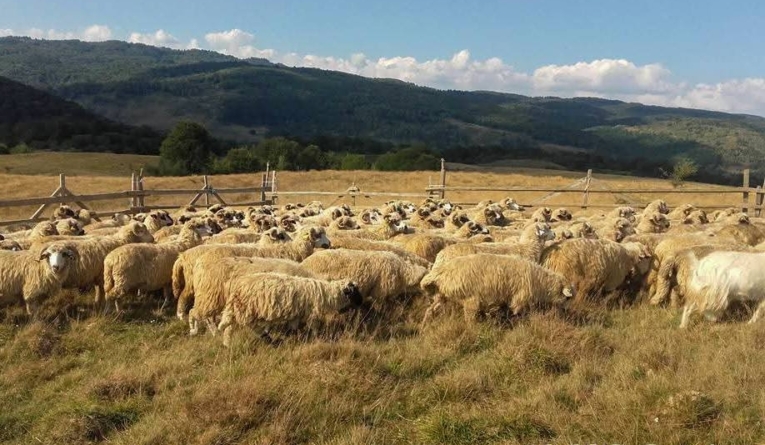 Măsurișul oilor în Țara Lăpușului – tradiție vie la poalele muntelui