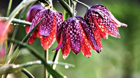 Laleaua pestriță montană a înflorit mai devreme în Cheile Lăpușului