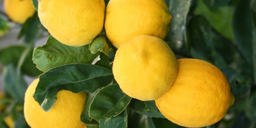 Criză pe piața citricelor? Se anunță scumpiri și dezechilibre pe piața fructelor