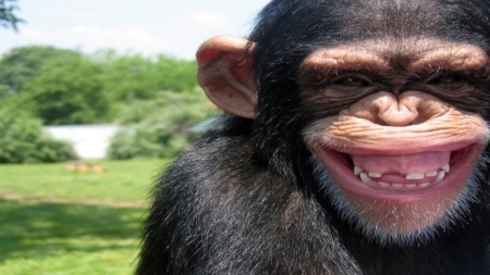 Când judecătorii fac politică și politicienii se cred judecători