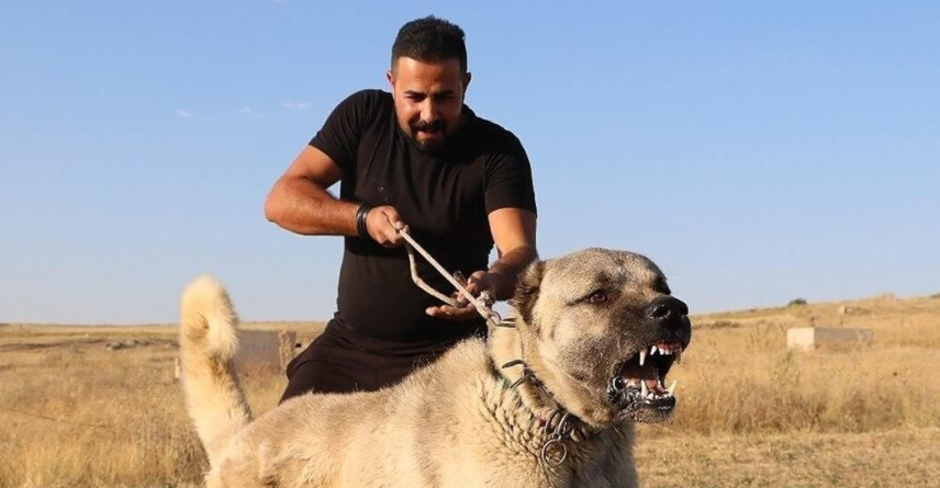 Un fost profesor, atacat cu sălbăticie de doi câini Kangal în Borcut