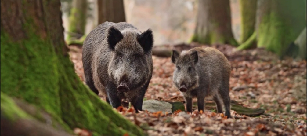 Turmă mare de mistreți văzută în apropierea fostului restaurant Usturoiul din Baia Mare