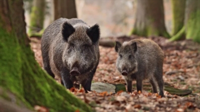 Turmă mare de mistreți văzută în apropierea fostului restaurant Usturoiul din Baia Mare