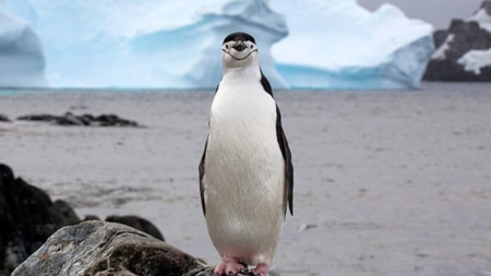 America vs. Pinguinii: Trump declară război comercial insulelor Nelocuite!