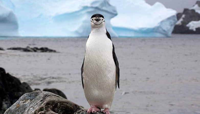 America vs. Pinguinii: Trump declară război comercial insulelor Nelocuite!