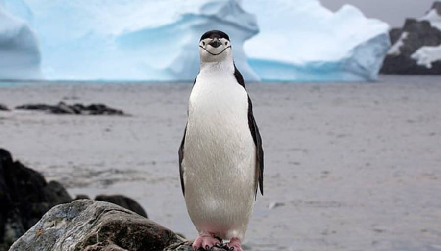 America vs. Pinguinii: Trump declară război comercial insulelor Nelocuite!