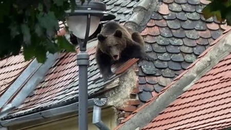 Când nesimțirea devine principiu moral