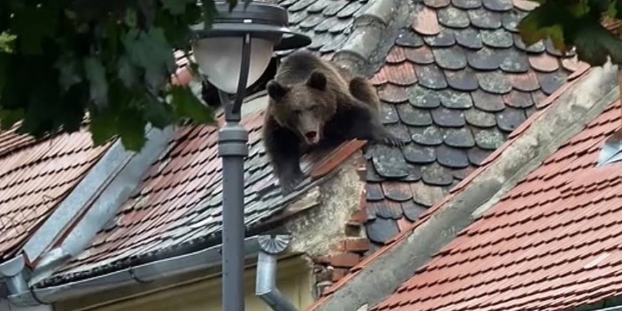 Când nesimțirea devine principiu moral