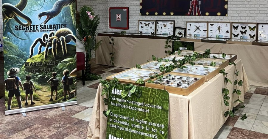 Expoziție de tarantule și secrete sălbatice la Centrul Cultural „Titiana Mihali” din Borșa