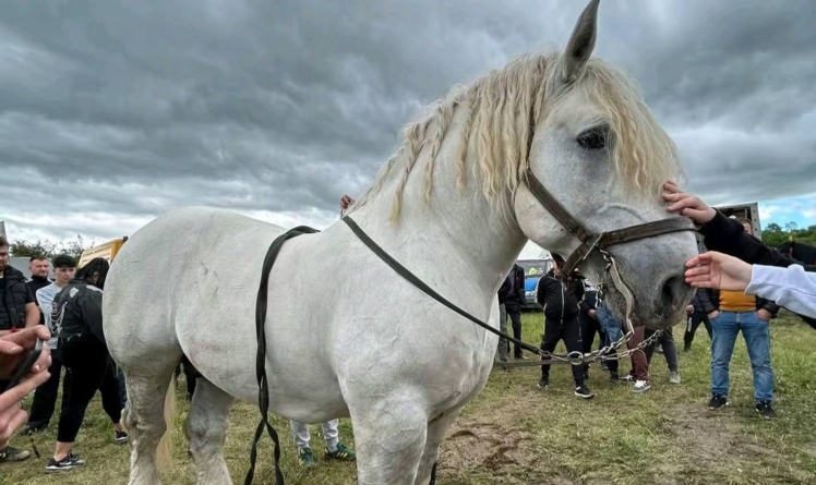 Falko – calul campion loial până la ultima suflare