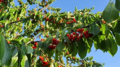 Asociația Pomicultorilor Maramureș: „Recolta de cireșe va fi slabă spre deloc în multe localități”