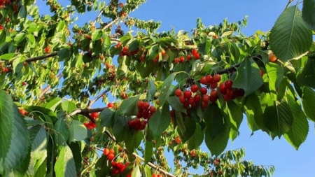 Asociația Pomicultorilor Maramureș: „Recolta de cireșe va fi slabă spre deloc în multe localități”