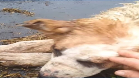 Ciobanii, lăsați fără apărare în fața urșilor