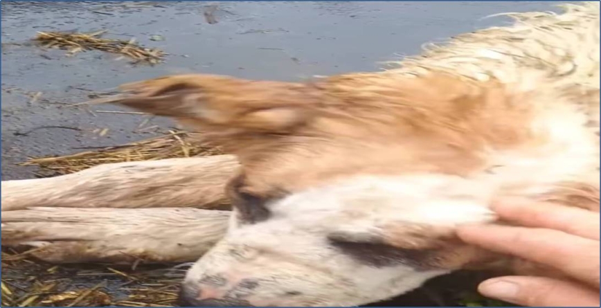 Ciobanii, lăsați fără apărare în fața urșilor