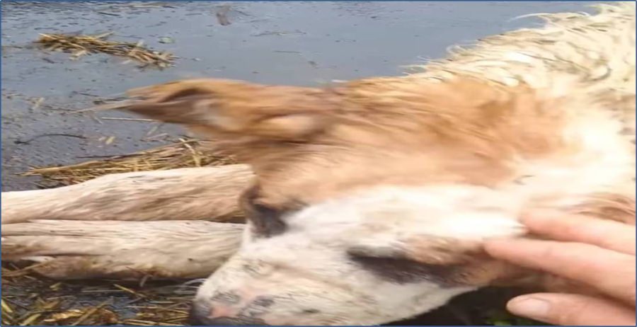 Ciobanii, lăsați fără apărare în fața urșilor