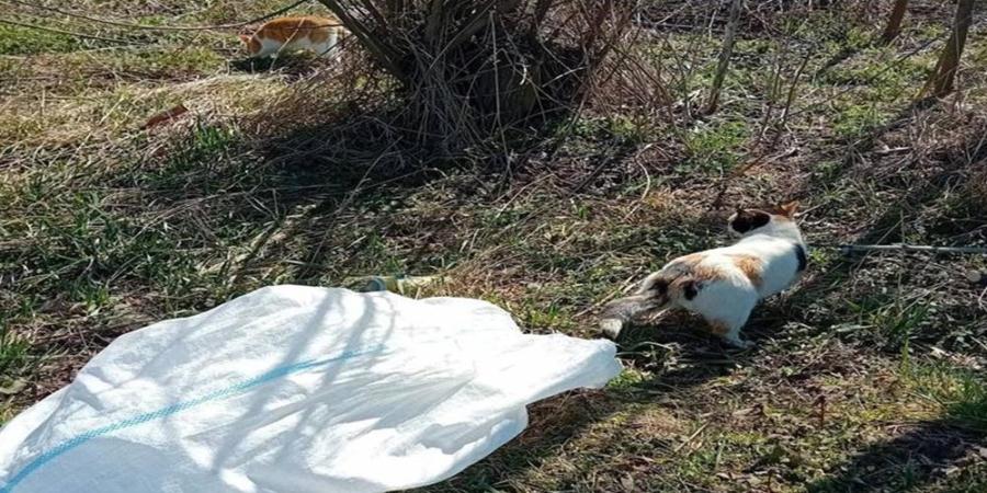 Pisici aruncate într-un sac, la marginea drumului