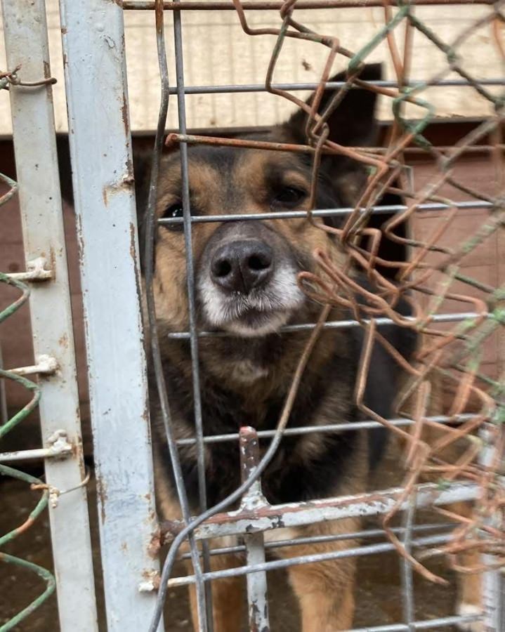 Campanie gratuită de sterilizare a câinilor și pisicilor în Tăuții Măgherăuș