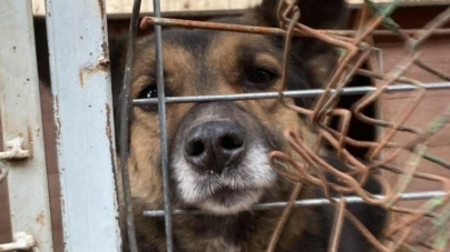 Campanie gratuită de sterilizare a câinilor și pisicilor în Tăuții Măgherăuș