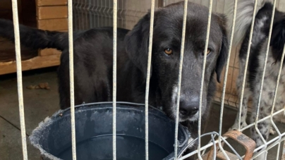 Un gest mic, un impact mare: Ajută „Salvați Animalele” cu aer condiționat pentru cățeii cu dizabilități