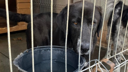 Un gest mic, un impact mare: Ajută „Salvați Animalele” cu aer condiționat pentru cățeii cu dizabilități