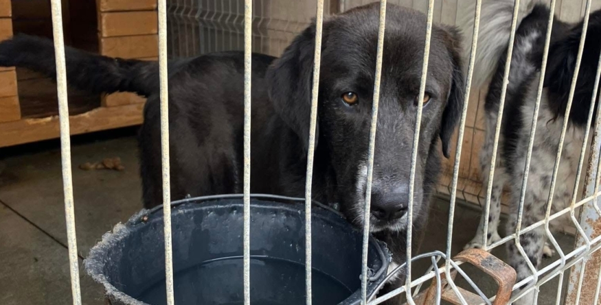 Un gest mic, un impact mare: Ajută „Salvați Animalele” cu aer condiționat pentru cățeii cu dizabilități