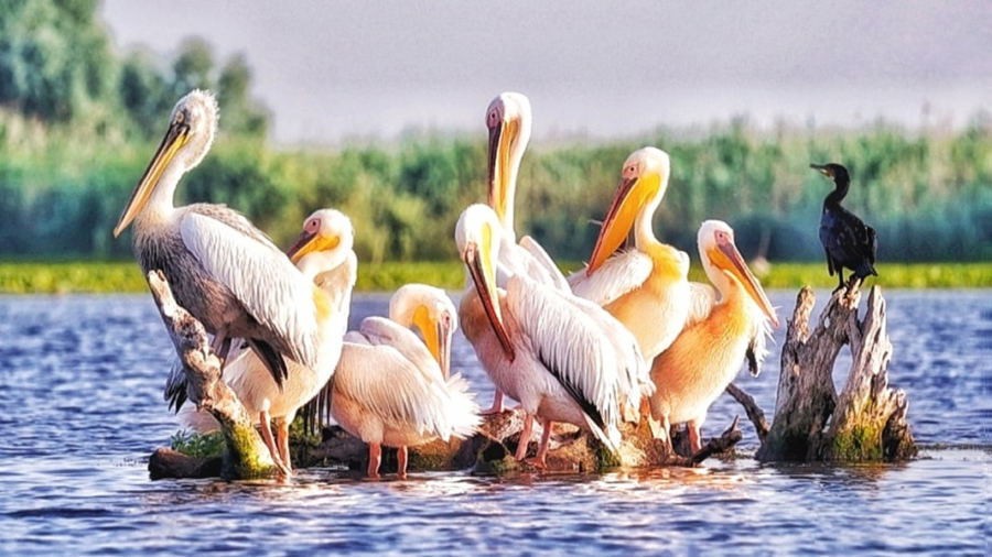22 Mai – Ziua Internațională a Biodiversității