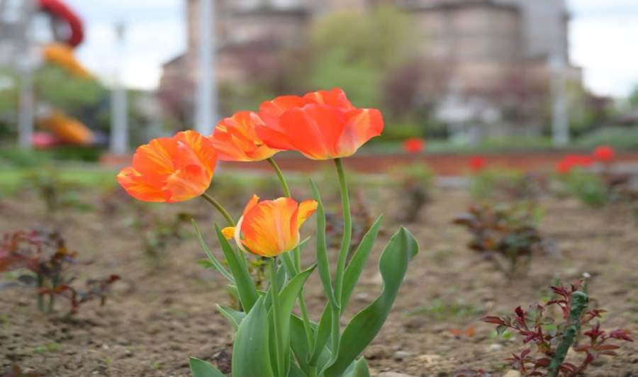 Prognoza meteo Maramureș – 10 Mai