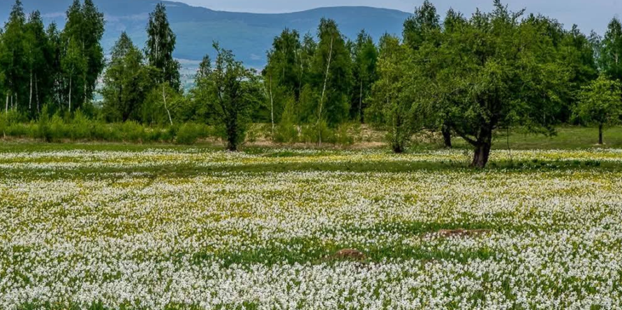 Prognoza meteo pentru Maramureș – Sâmbătă, 3 mai 2025