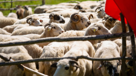 În Petrova va avea avea loc „Ruptul Sterpelor” – obiceiul măsurișului cu trâmbițași, muzică cu ceterași și mâncare tradițională