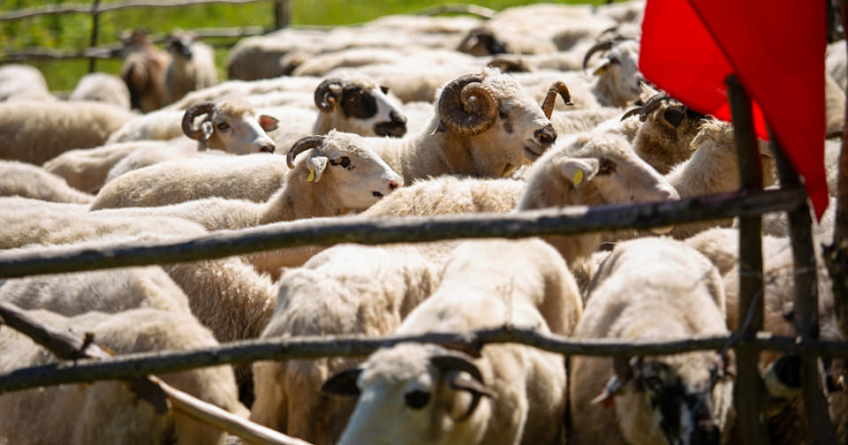 În Petrova va avea avea loc „Ruptul Sterpelor” – obiceiul măsurișului cu trâmbițași, muzică cu ceterași și mâncare tradițională