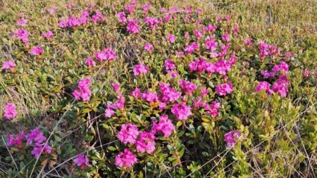 A început să înflorească bujorul de munte în Parcul Național Munții Rodnei