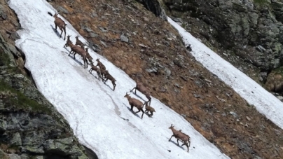 Monitorizarea Caprelor Negre în Parcul Național Munții Rodnei