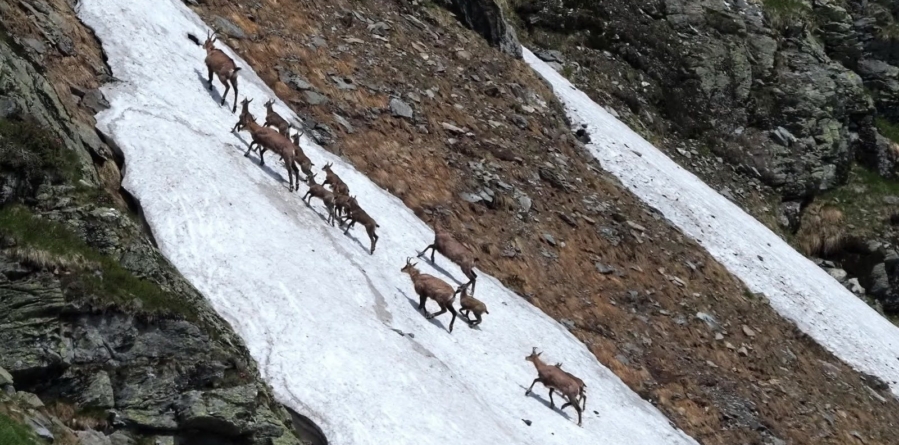 Monitorizarea Caprelor Negre în Parcul Național Munții Rodnei