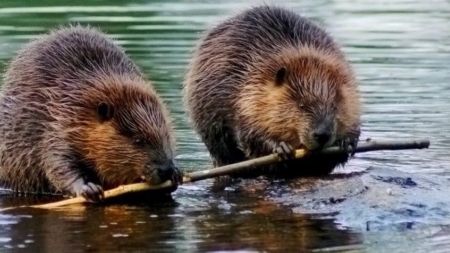 Baia Mare: Prezență inedită a castorilor în albia râului Săsar