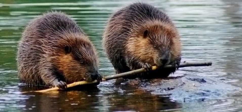 Baia Mare: Prezență inedită a castorilor în albia râului Săsar