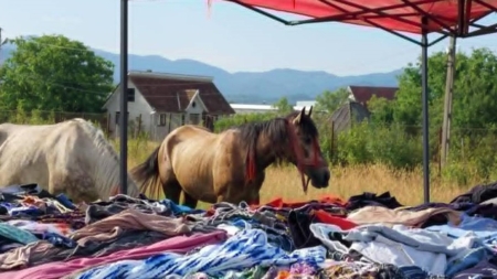 Cumpărături pe copite la Bixad