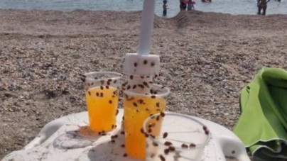 Marea Neagră, ediția „eco”