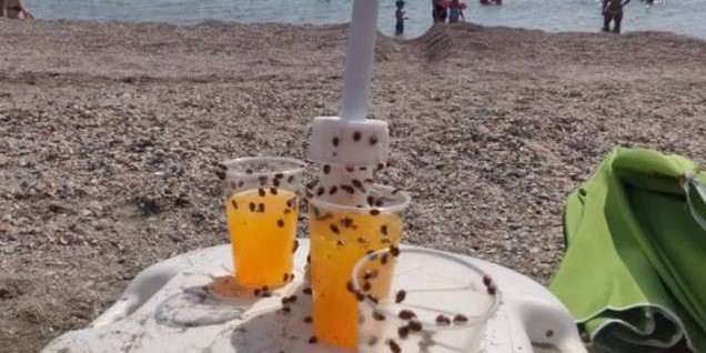 Marea Neagră, ediția „eco”