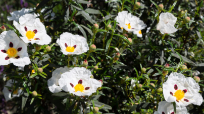 O veste minunată pentru credincioși