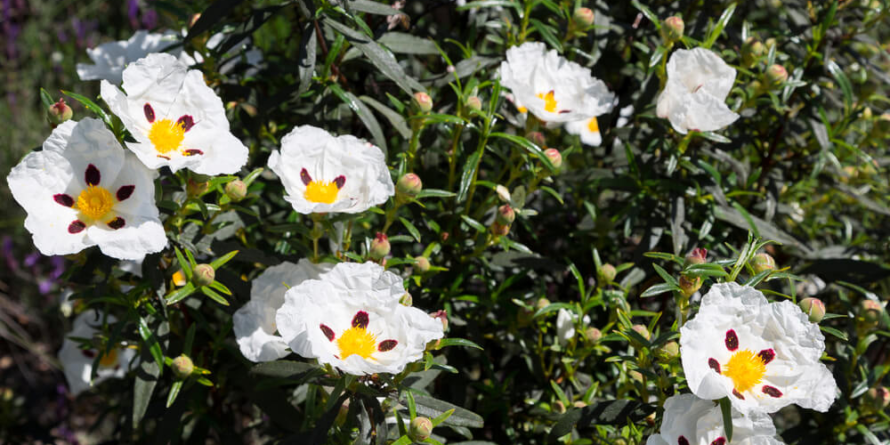 O veste minunată pentru credincioși