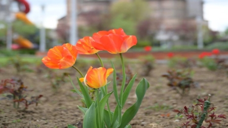 Prognoză meteo pentru Maramureș – 1 iunie 2025