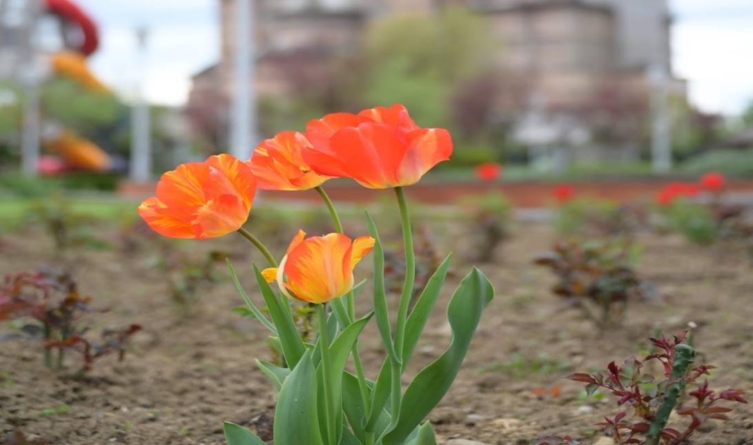 Prognoză meteo pentru Maramureș – 1 iunie 2025