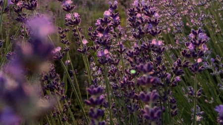 FestivALU’ Lavandei, la Șomcuta Mare